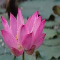 Bonsai Flower Lotus Flower for Lotus Pots Bonsai Garden Plants 5 Pcs Seeds. 
