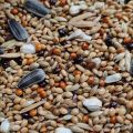 Bird Food Premium Large Parakeet Seed Mix -1kg. 