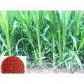 HYBRID SUDAN GRASS SEEDS - 200 GRAMS. 