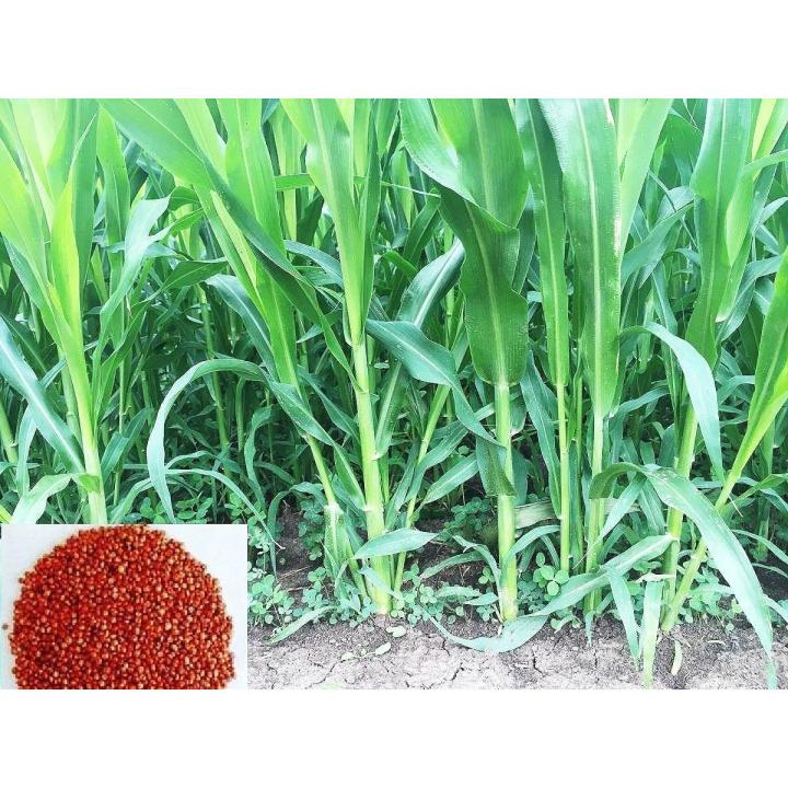 HYBRID SUDAN GRASS SEEDS - 200 GRAMS