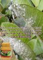 Trap (IMO Certifide Organic Pesticides) Liegibs Products (Control Aphids,Jassids, White Flies,BPH,Mealybugs and other sucking pests).