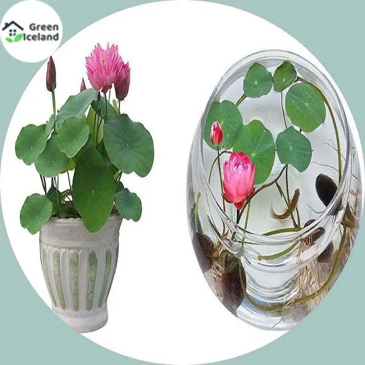 All%20Season%20Lotus%20Flower%20/%20Water%20Lily%20Seeds%20-%205%20Pcs%20Seeds%20-%20Image%202