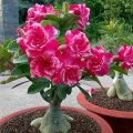 big size thai Adenium mix flower Plants 1pis. 