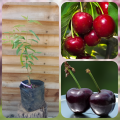 Australian Cherry Bonsai Seeds - 5 Piece Seeds.