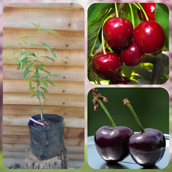 Australian%20Cherry%20Bonsai%20Seeds%20-%205%20Piece%20Seeds%20-%20Image%209