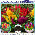 Celosia/Coxcomb Flower Seed - 25/50 pcs Seed of Coxcomb Cristata Flower  Hybrid All Season. 