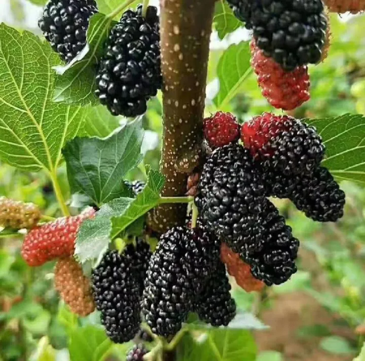 Sweet%20Black%20Malberry%20Fruits%20Seeds%20-%2020+%20Seeds%20All%20Season%20-%20Image%202