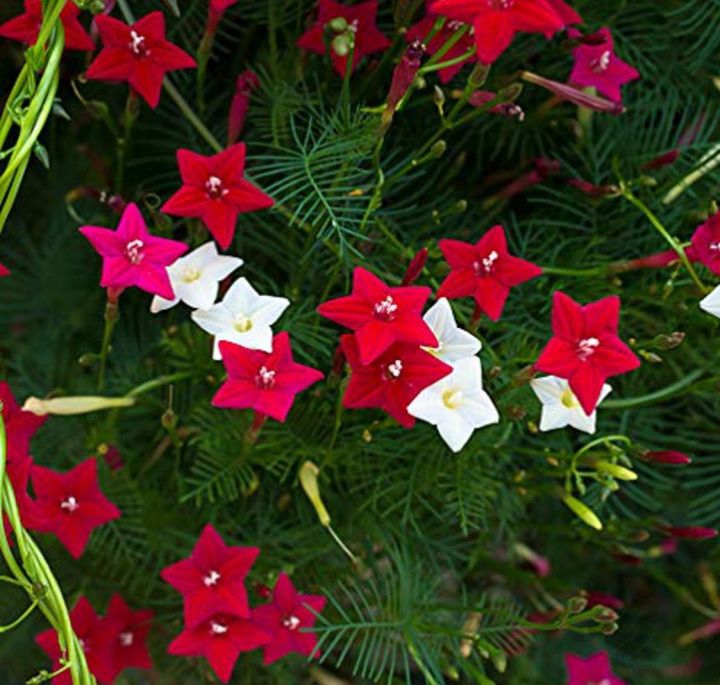 Kunjo%20Flower%20Seed%20(%E0%A6%95%E0%A7%81%E0%A6%9E%E0%A7%8D%E0%A6%9C%E0%A6%AB%E0%A7%81%E0%A6%B2%20%E0%A6%AC%E0%A6%BF%E0%A6%9C%20)%20-%2010%20pcs%20Seed%20-%203%20Color%20Mix%20-%20Image%203