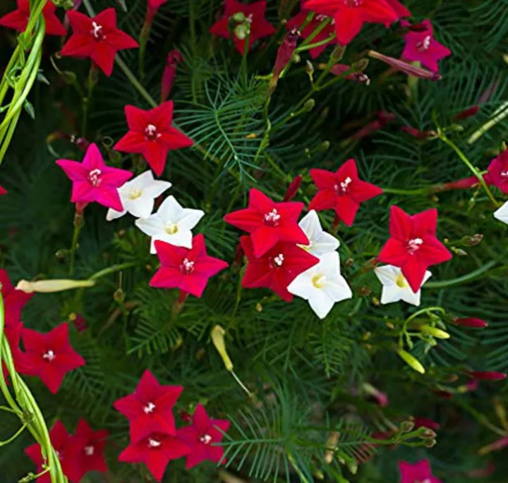 Kunjo%20Flower%20Seed%20(%E0%A6%95%E0%A7%81%E0%A6%9E%E0%A7%8D%E0%A6%9C%E0%A6%AB%E0%A7%81%E0%A6%B2%20%E0%A6%AC%E0%A6%BF%E0%A6%9C%20)%20-%2010%20pcs%20Seed%20-%203%20Color%20Mix%20-%20Image%203