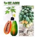 Papaya Red Lady F1 Hybrid -25 pcs Seed. 