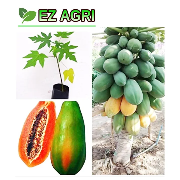 Papaya%20Red%20Lady%20F1%20Hybrid%20-25%20pcs%20Seed%20-%20Image%205