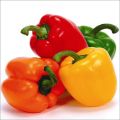 10 pieces Capsicum Seeds (ক্যাপসিকামের বীজ) - 10 pieces ইন্টেক প্যাক. 