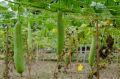 Deshi Organic Sweet Dhundol Seeds - 15 pcs seeds (Intake Packet).