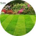 Rare Sports Field Grass Seeds  - 200+ Pcs Seeds. 