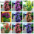 Rare 30 Pcs Climbing Geranium Peltatum Flower Seeds - 30 Pcs Seeds.