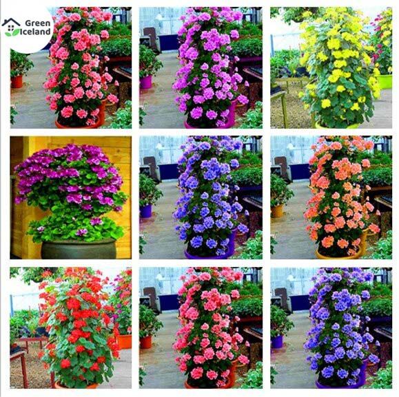 Rare 30 Pcs Climbing Geranium Peltatum Flower Seeds - 30 Pcs Seeds