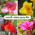 Lavish indulgent - Canna Lily (kolaboti) flower seeds - 10 Pieces: Nice beautiful plant for outdoor and indoor plant. - Sensible - Must Have.