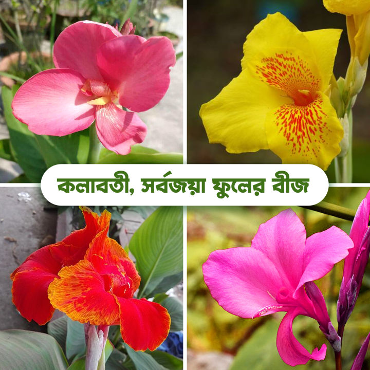 Lavish indulgent - Canna Lily (kolaboti) flower seeds - 10 Pieces: Nice beautiful plant for outdoor and indoor plant. - Sensible - Must Have