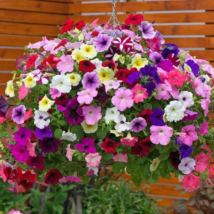 All%20Season%20Global%20Mix%20Petunia%20-%2035+%20Seeds%20-%20Image%202