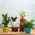 Best Indoor Plant (Money plant /Snake plant/Syngonium /ZZ Plant) Without Tub.