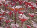 Red Spinach Seed ( Lal Shak ) - 20 gm lal shak seeds - লাল শাকের বীজ Hybrid  seeds/seed/bij. 