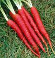 Organic Red Carrot Seeds - 50 Pcs SeedS. 
