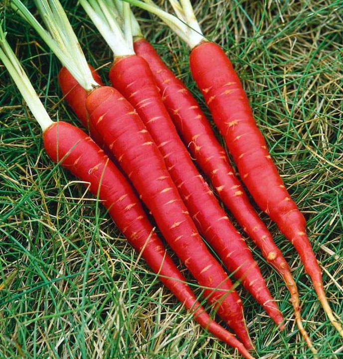 Organic%20Red%20Carrot%20Seeds%20-%2050%20Pcs%20SeedS%20-%20Image%202