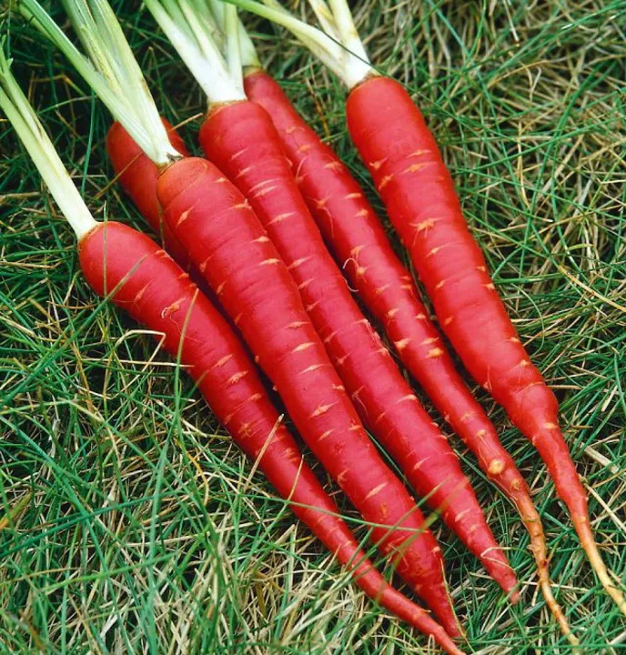 Organic%20Red%20Carrot%20Seeds%20-%2050%20Pcs%20SeedS%20-%20Image%202