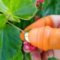 Silicone Vegetable And Fruits Thumb Cutter Finger cutter - 1 pair.