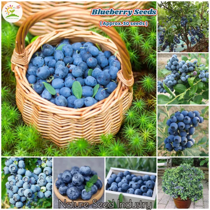 [Fast Germination] Ready Stock In Singapore Blueberry Seed（30 Pcs ...