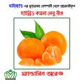 F1 Hybrid Mandarin Orange Seed - 15 Seeds Intact Packet (Imported from Thailand). 