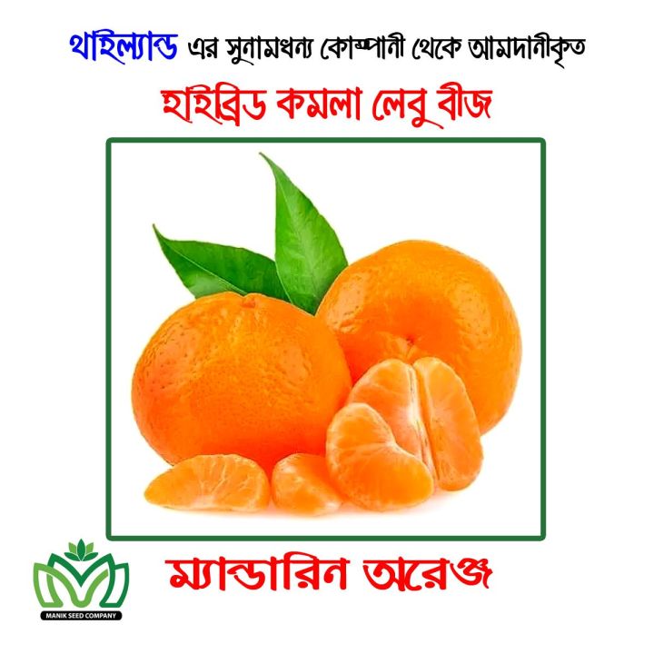 F1 Hybrid Mandarin Orange Seed - 15 Seeds Intact Packet (Imported from Thailand)