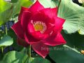 All Season pure Red Bonsai Lotus Seeds  - 5 Pcs SeedS. 