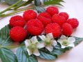 All Season Giant Raspberry Fruit Tree Seeds - 50 Pcs Seeds.