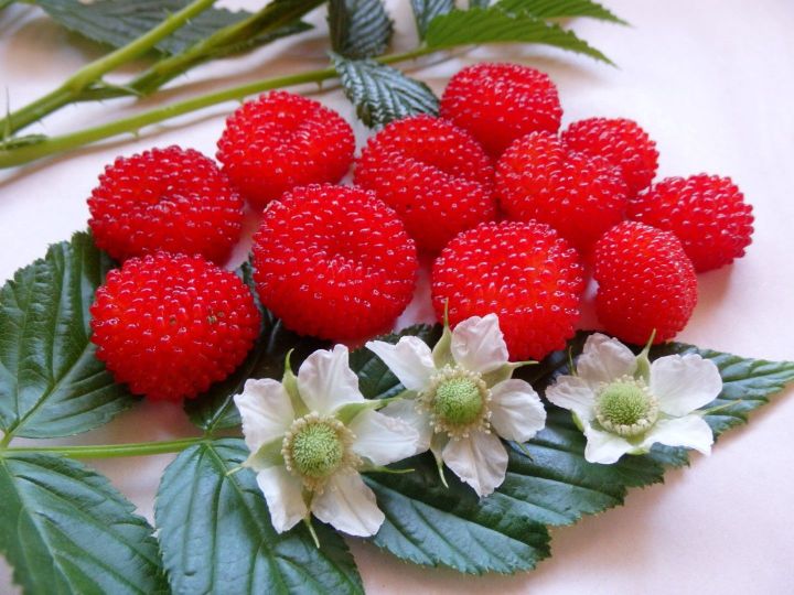 All Season Giant Raspberry Fruit Tree Seeds - 50 Pcs Seeds