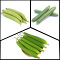 Nifty Niche - 2 type of hybrid vegetable seeds intake packet combo. Dhundol, jhinga Total 2 packet. - Tools, DIY & Outdoor.