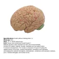 Human Brain Model Simulation 8-Part PVC Life-size Anatomy Teaching Tool for Classroom. 