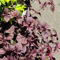 45pics Red Color Mint leaves Seeds (লাল পুদিনাপাতার বীজ ) + Gift.