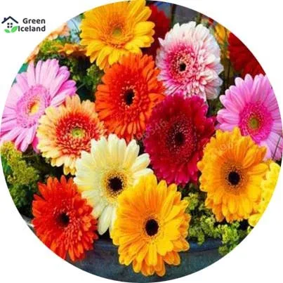 10%20Pcs%20All%20Season%20Gerbera%20Daisy%20Flower%20Seeds%20-10%20Pcs%20Seeds%20-%20Image%202