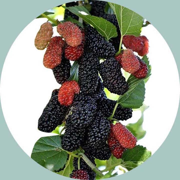 100 Pcs Global Giant Raspberry Fruit Tree Seeds | Daraz.com.bd