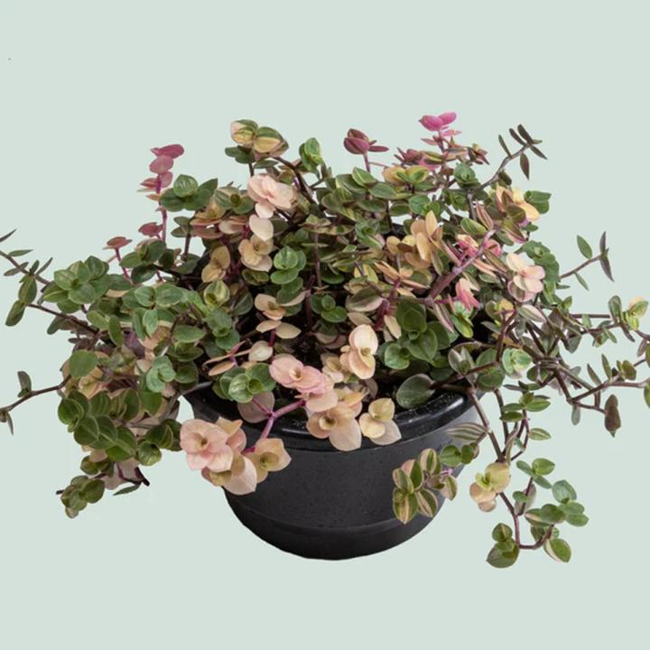 Pink lady succulent plant, Pink panther, Callisia repens