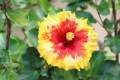 Hybrid hibiscus flower seeds / joba flower seeds multicolor 10 pis + gift.