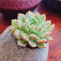 100pcs Mix Lithops bonsai Living Stones Flower Succulent Cactus Organic Plant Home Garden.