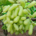 10 Pcs/bag Very Rare Long Green Grape Organic Heirloom Fruit Natural Grapes Seeds Pot/Terrace For Home Garden (বীজ). 