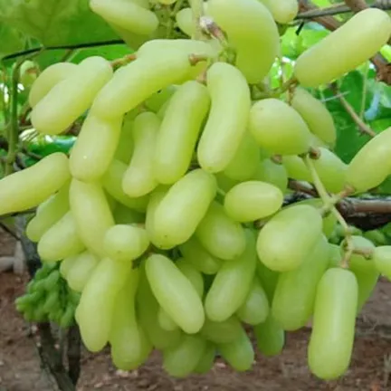10%20Pcs/bag%20Very%20Rare%20Long%20Green%20Grape%20Organic%20Heirloom%20Fruit%20Natural%20Grapes%20Seeds%20Pot/Terrace%20For%20Home%20Garden%20(%E0%A6%AC%E0%A7%80%E0%A6%9C)%20-%20Image%202
