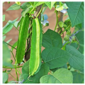 Winged Bean Seeds of all seasons -10 pc seeds. 