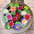 Global Bowl Water Lily (Lotus) Multicolor Seeds- 5 Pcs Seeds.