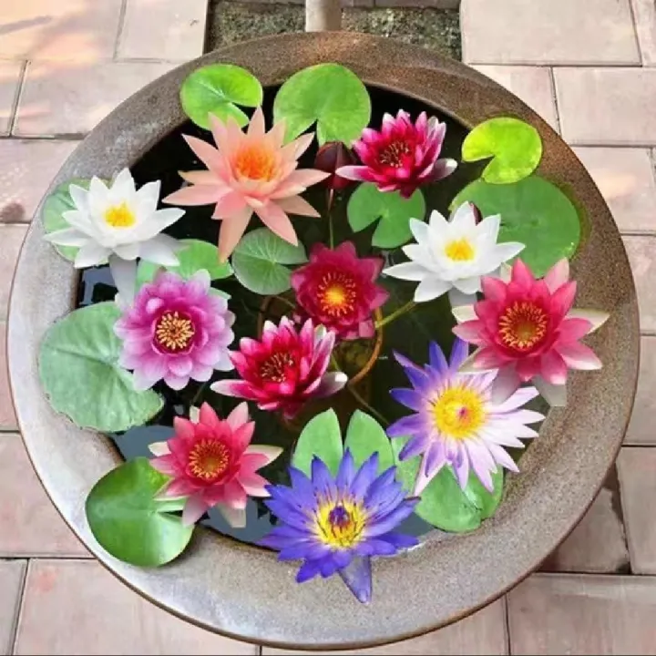 Global%20Bowl%20Water%20Lily%20(Lotus)%20Multicolor%20Seeds-%205%20Pcs%20Seeds%20-%20Image%203
