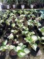 Njoy Pothos Money Plants Live With pot.