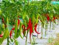 All Season Bijlee Chili Seeds 60 Pices/Hot Chili/Chili Seeds. 